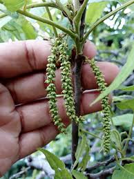 Attēlu rezultāti vaicājumam “Juglans mandshurica male flower”