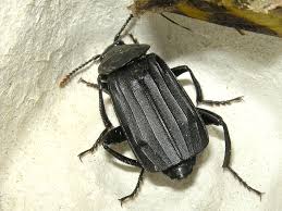 Attēlu rezultāti vaicājumam “Necrodes littoralis”