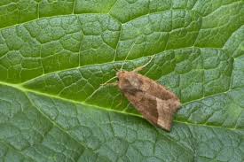 Attēlu rezultāti vaicājumam “Hydraecia micacea”