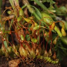 Attēlu rezultāti vaicājumam “Funariales”