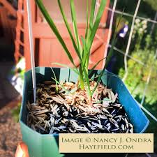 Attēlu rezultāti vaicājumam “Hierochloe odorata”