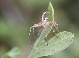 Attēlu rezultāti vaicājumam “exuvia”