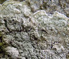 Attēlu rezultāti vaicājumam “Pertusaria albescens”