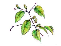 Attēlu rezultāti vaicājumam “Betula humilis female flower”