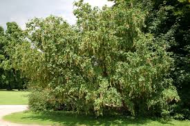Attēlu rezultāti vaicājumam “Laburnum alpinum fruit”