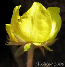 Attēlu rezultāti vaicājumam “Argentina anserina bud”