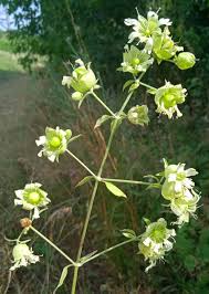 Attēlu rezultāti vaicājumam “Silene baccifera flower”