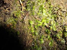 Attēlu rezultāti vaicājumam “Fissidens bryoides”