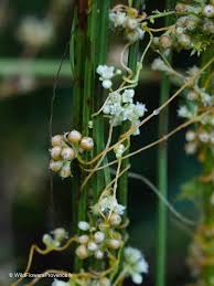 Attēlu rezultāti vaicājumam “Cuscuta epithymum subsp. trifolii flower”