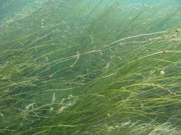 Attēlu rezultāti vaicājumam “Stuckenia filiformis bud”