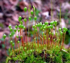 Attēlu rezultāti vaicājumam “Physcomitrium pyriforme sporophyte”