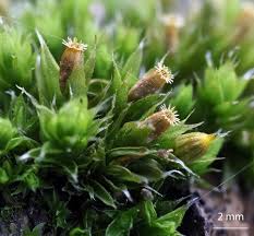 Attēlu rezultāti vaicājumam “Orthotrichum diaphanum sporophyte”