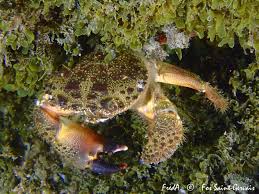 Image result for Eriphia verrucosa