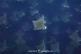 Image result for Mobula munkiana