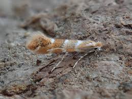 Attēlu rezultāti vaicājumam “Cameraria ohridella”