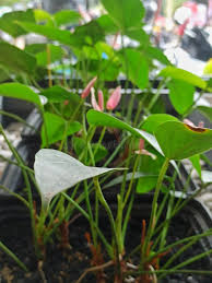 Attēlu rezultāti vaicājumam “Hydrocotyle vulgaris bud”