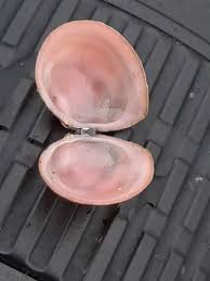 Attēlu rezultāti vaicājumam “Macoma baltica”