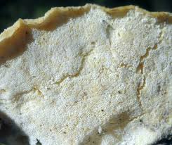 Attēlu rezultāti vaicājumam “Postia fragilis”