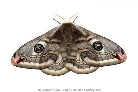 Attēlu rezultāti vaicājumam “Saturnia pavonia female”