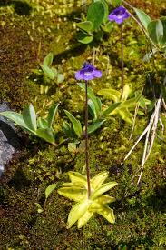 Attēlu rezultāti vaicājumam “Pinguicula vulgaris”