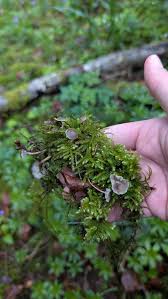 Attēlu rezultāti vaicājumam “Strobilurus esculentus”