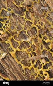 Attēlu rezultāti vaicājumam “Brefeldia maxima plasmodium”