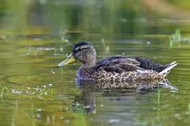 Attēlu rezultāti vaicājumam “Anas platyrhynchos female”