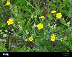 Image result for Potentilla argentea