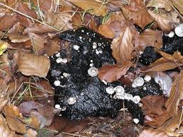 Attēlu rezultāti vaicājumam “Collybia cirrhata”