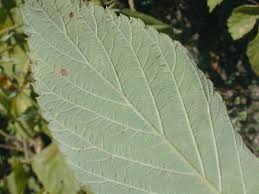 Attēlu rezultāti vaicājumam “Humulus lupulus leaf”