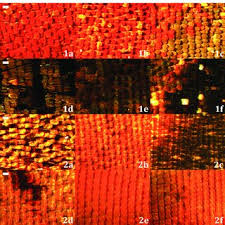 Attēlu rezultāti vaicājumam “Inachis io upperside”