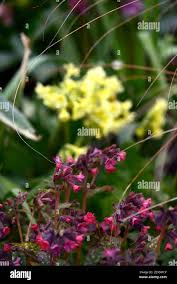Attēlu rezultāti vaicājumam “Pulmonaria angustifolia flower”