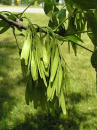 Attēlu rezultāti vaicājumam “Fraxinus pennsylvanica fruit”