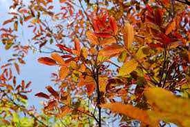 Attēlu rezultāti vaicājumam “Juglans regia”