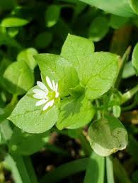 Attēlu rezultāti vaicājumam “Stellaria longifolia flower”