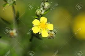 Attēlu rezultāti vaicājumam “Potentilla erecta flower”