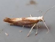 Attēlu rezultāti vaicājumam “Argyresthia albistria”