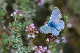 Attēlu rezultāti vaicājumam “Parnassius mnemosyne underside”