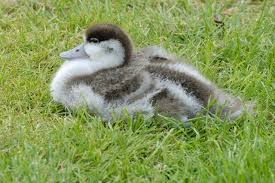 Attēlu rezultāti vaicājumam “Tadorna tadorna juvenile”