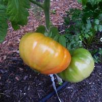 Afbeeldingsresultaat voor northern lights tomato