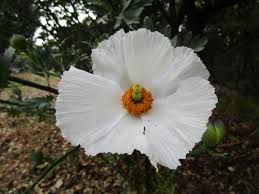Image result for Romneya coulteri