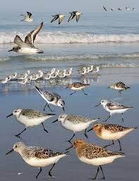 Attēlu rezultāti vaicājumam “Calidris alba”