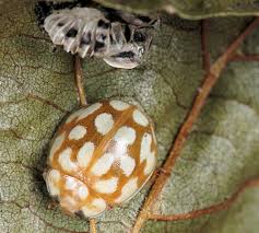 Attēlu rezultāti vaicājumam “Sospita vigintiguttata”