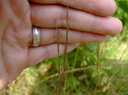 Attēlu rezultāti vaicājumam “Arabis glabra”