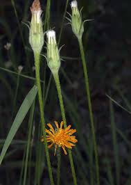 Image result for Agoseris major