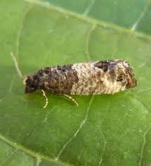 Attēlu rezultāti vaicājumam “Spilonota ocellana”