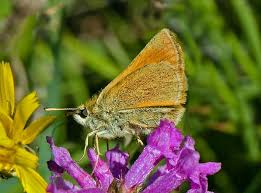 Attēlu rezultāti vaicājumam “Thymelicus sylvestris male”