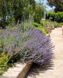 Attēlu rezultāti vaicājumam “Nepeta x faassenii flower”