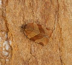 Attēlu rezultāti vaicājumam “Pandemis cinnamomeana”