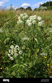 Attēlu rezultāti vaicājumam “Heracleum sphondylium subsp. sibiricum fruit”